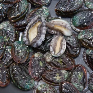Frozen Abalone
