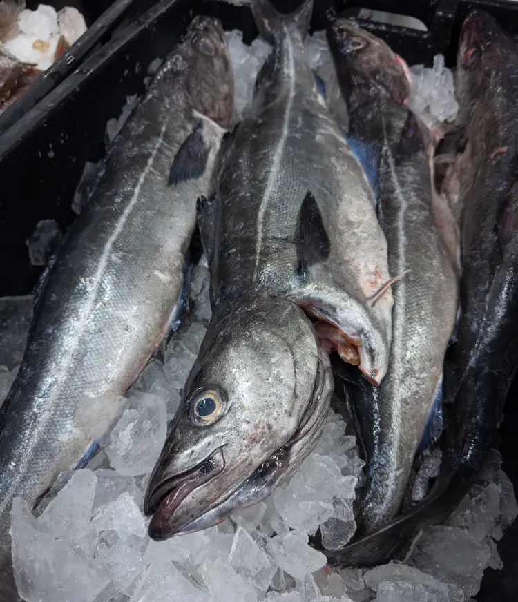 frozen alaska pollock frozen alaska pollock