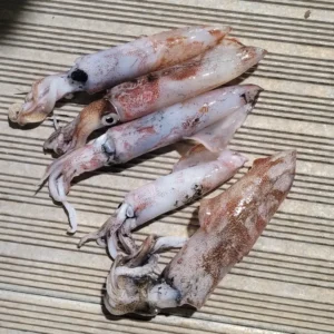 Frozen Arrow Squid
