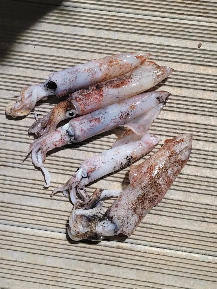Frozen Arrow Squid Frozen Arrow Squid