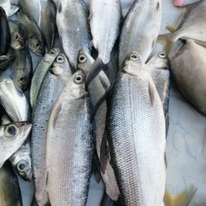 frozen atlantic herring