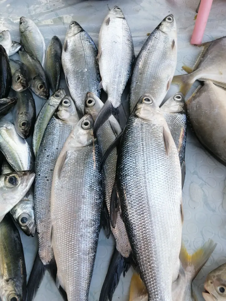 frozen atlantic herring frozen atlantic herring