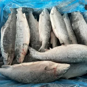 Home frozen atlantic salmon