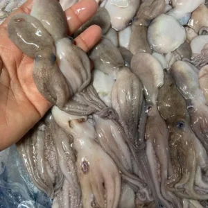 Frozen Baby Octopus