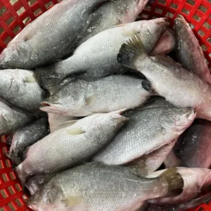 Frozen Barramundi