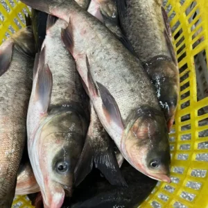 Home Frozen Bighead Carp