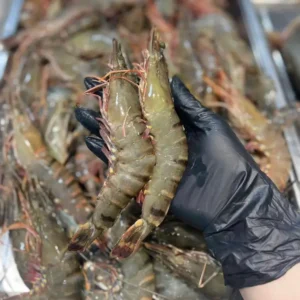 Home frozen black tiger shrimp