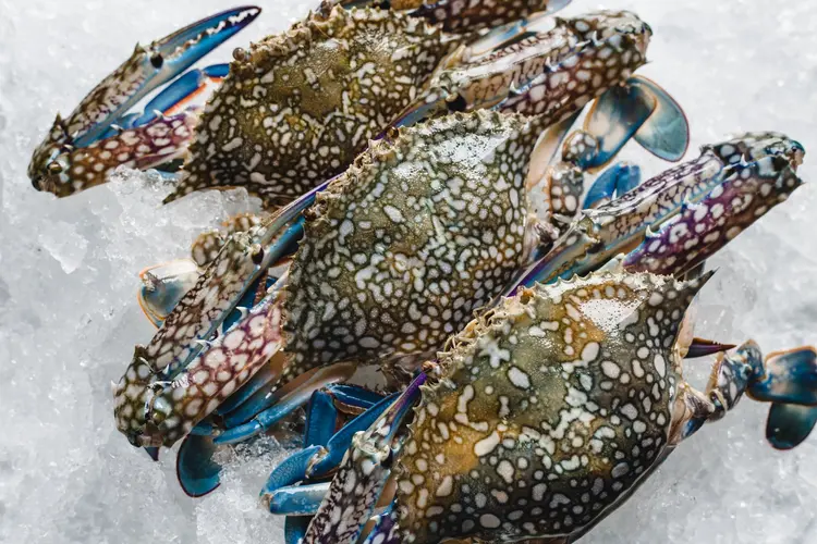 frozen blue swimming crab frozen blue swimming crab