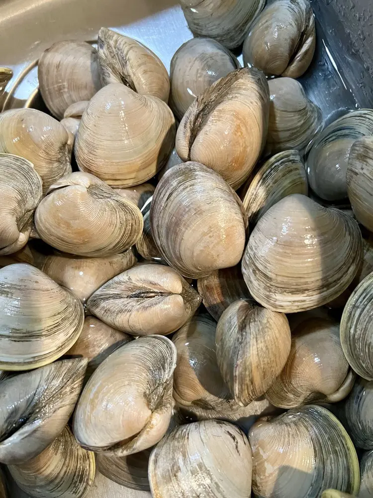 Frozen Clams Frozen Clams