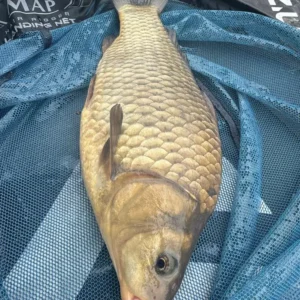 frozen common carp