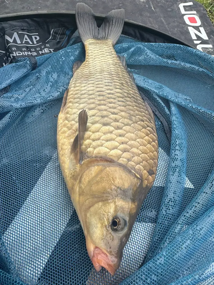 frozen common carp frozen common carp
