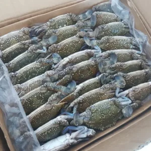 frozen crab