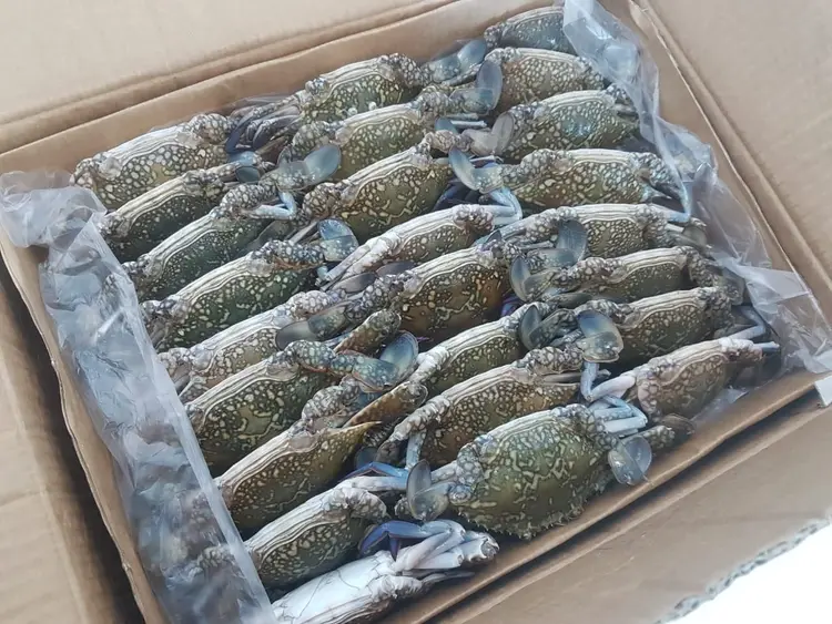 frozen crab frozen crab