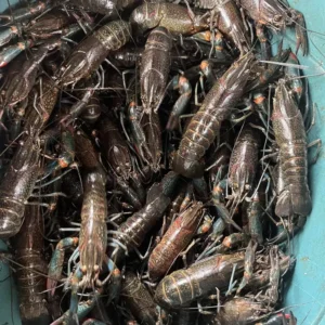 Frozen Crawfish