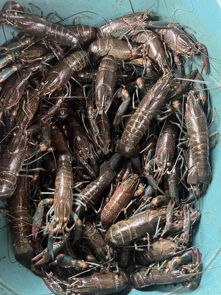 Frozen Crawfish Frozen Crawfish