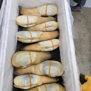 Frozen Geoduck