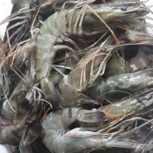 Frozen Giant Freshwater Prawn