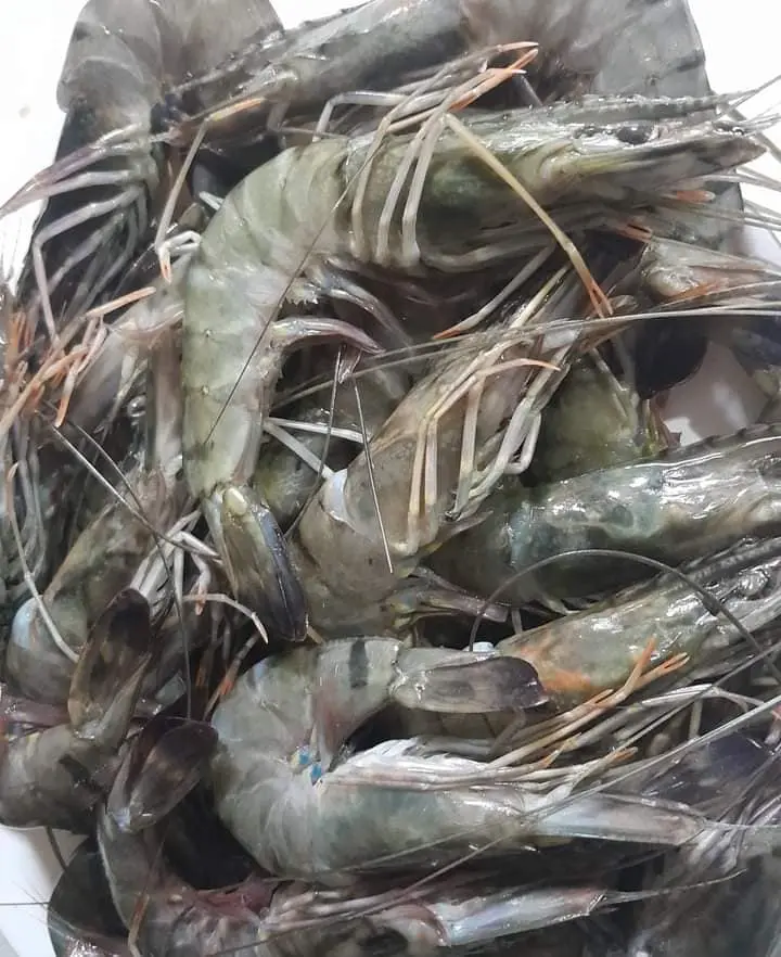 Frozen Giant Freshwater Prawn Frozen Giant Freshwater Prawn