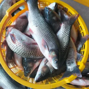Frozen Grass Carp