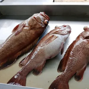 Frozen Grouper