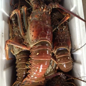 Frozen Kanta Lobster
