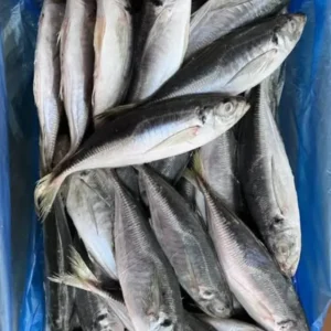 Frozen Mackerel