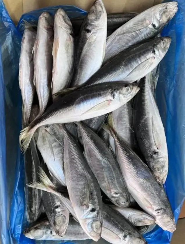 mackerel