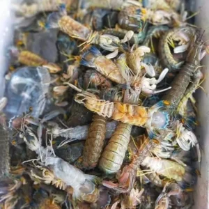 Frozen Mantis Shrimp