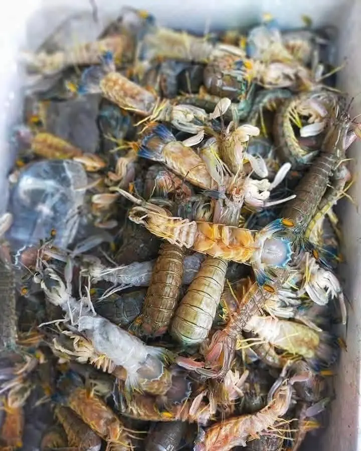 Frozen Mantis Shrimp Frozen Mantis Shrimp