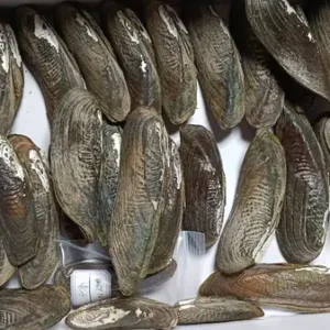 Frozen Mussels