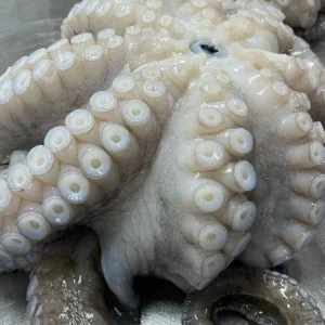Frozen Octopus