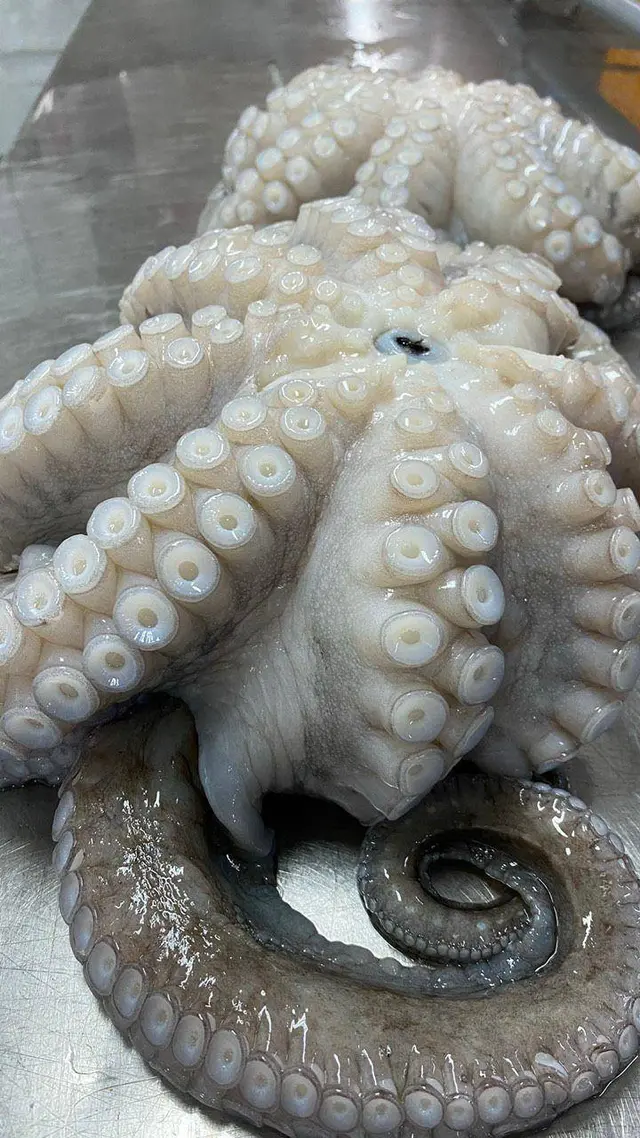 Frozen Octopus Frozen Octopus