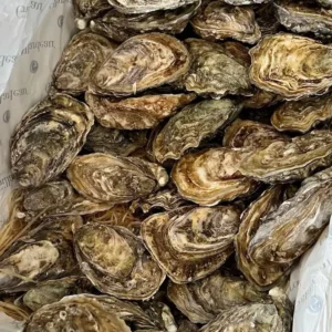 Frozen Oysters