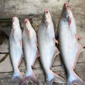 Frozen Pangasius