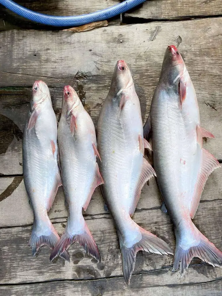 Frozen Pangasius Frozen Pangasius