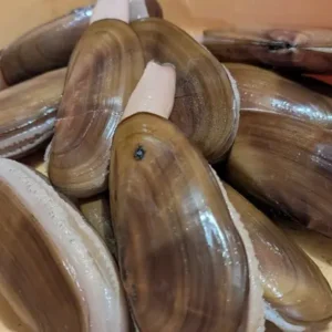Frozen Razor Clams