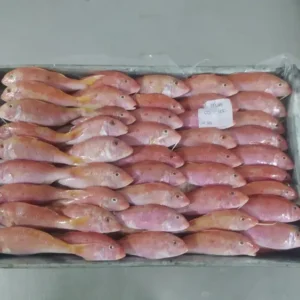 Frozen Red Mullet
