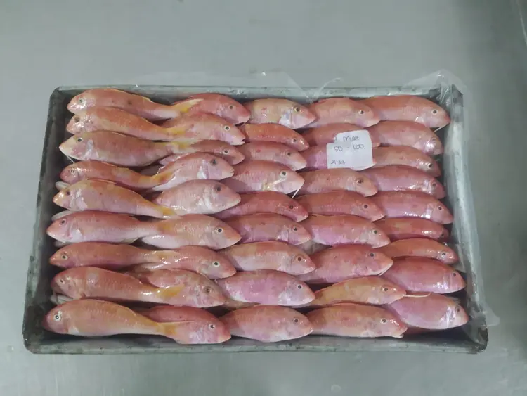 Frozen Red Mullet Frozen Red Mullet