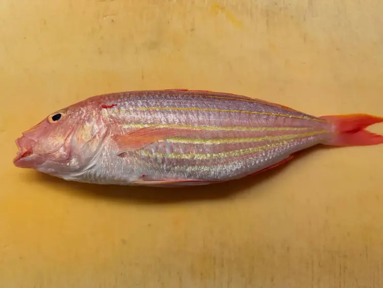 Frozen Red Snapper Frozen Red Snapper