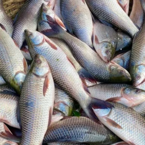 Frozen Rohu