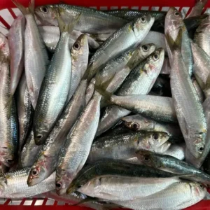 frozen sardines