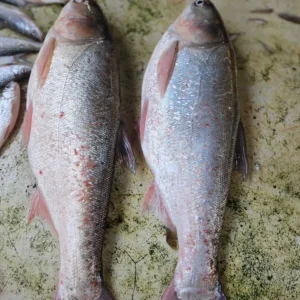 Frozen Silver Carp