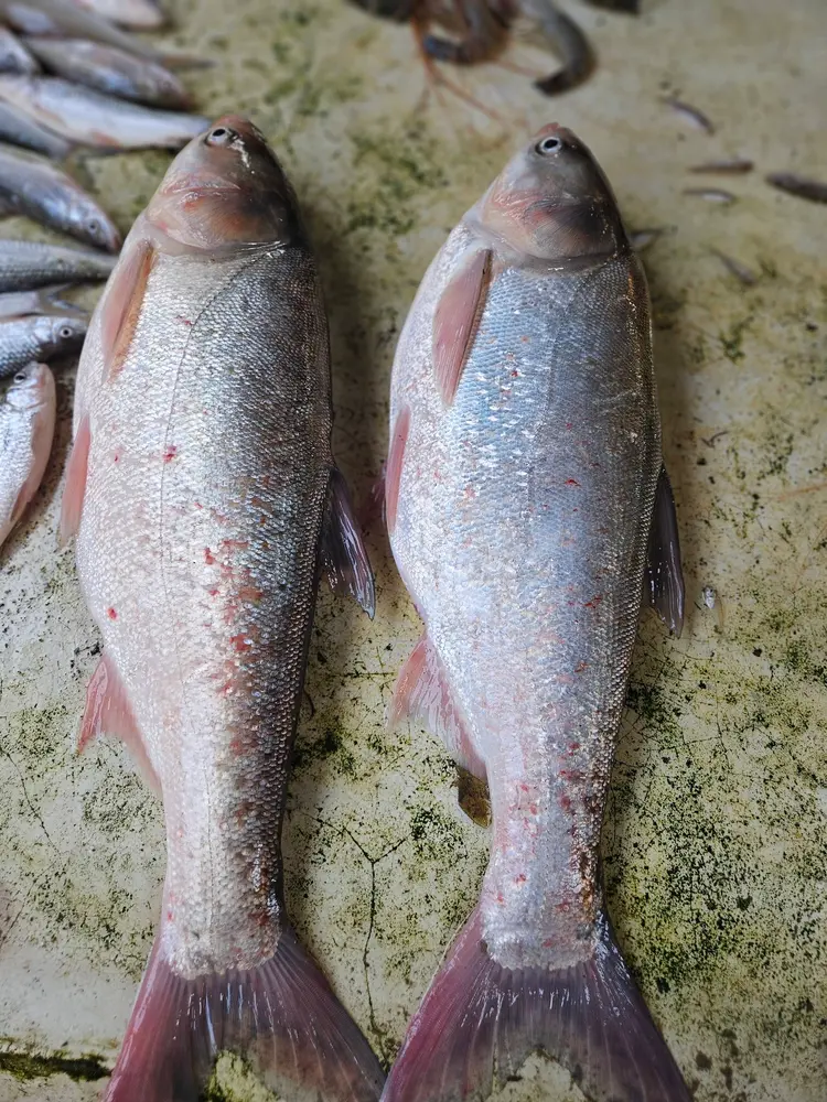 Frozen Silver Carp Frozen Silver Carp