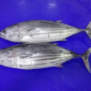 Pelagic & Wild-Catch Fish