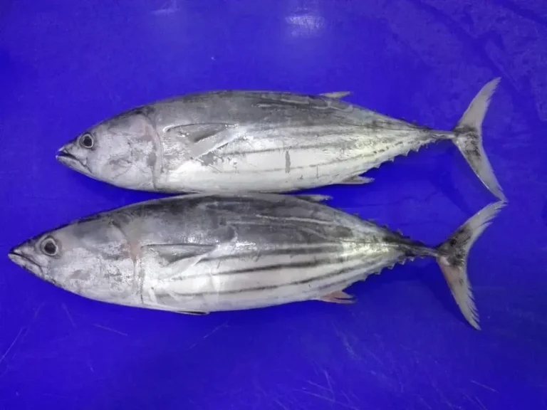 skipjack tuna