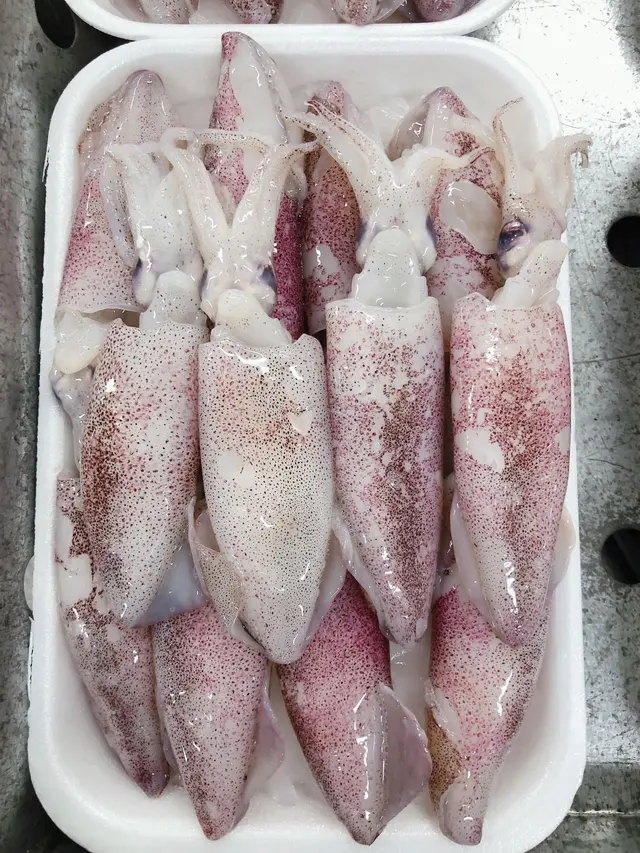 frozen squid frozen squid
