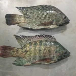 Farmed Fish