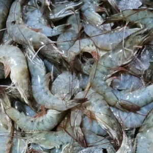 Shrimp & Crustaceans