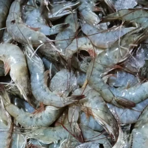 Frozen Vannamei Shrimp