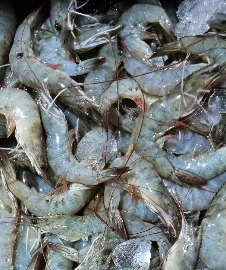 Frozen Vannamei Shrimp Frozen Vannamei Shrimp